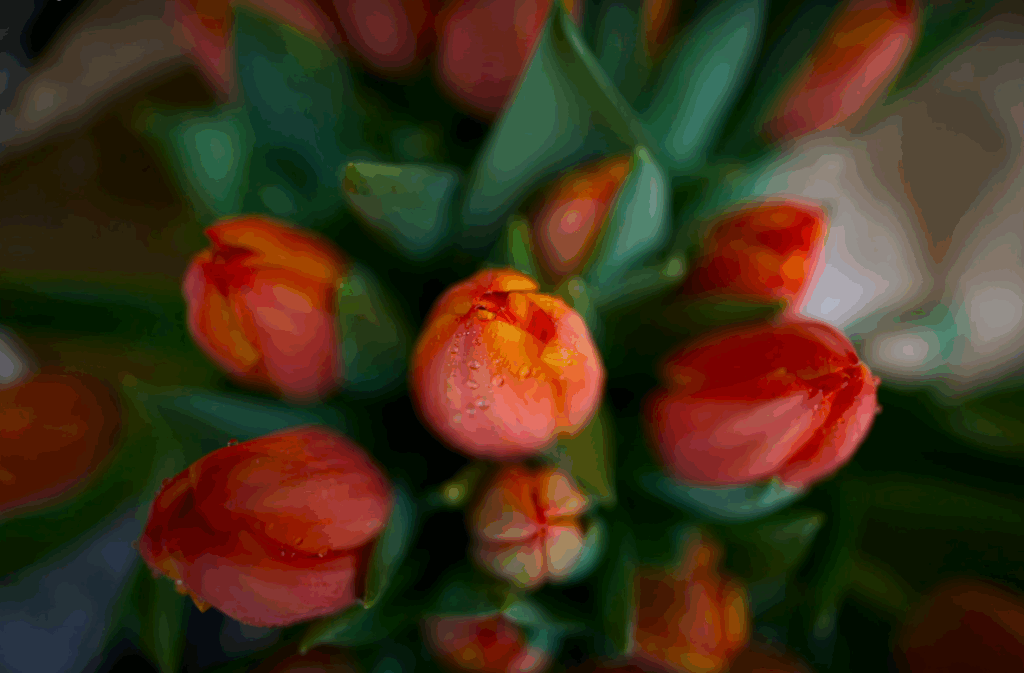 Gros plan de tulipes prises avec le Canon RF 20mm f1.4